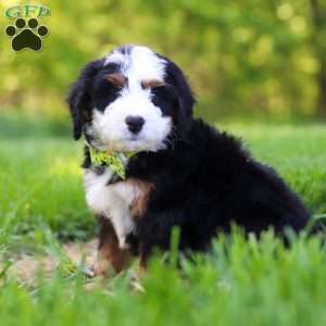 Rock, Mini Bernedoodle Puppy